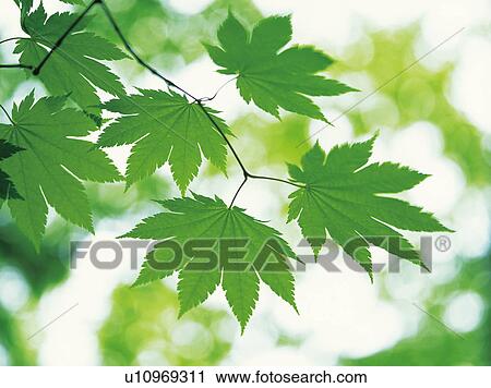 Stock Image - Maple Leaves. Fotosearch