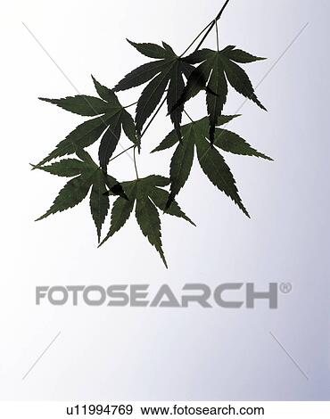 Stock Photo - Maple leaves. Fotosearch