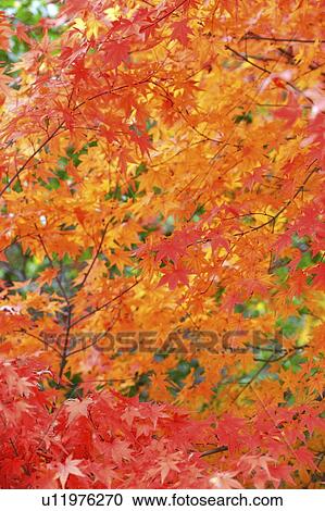 Stock Image - Maple tree during autumn. Fotosearch