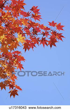 Stock Image - Maple tree during autumn. Fotosearch