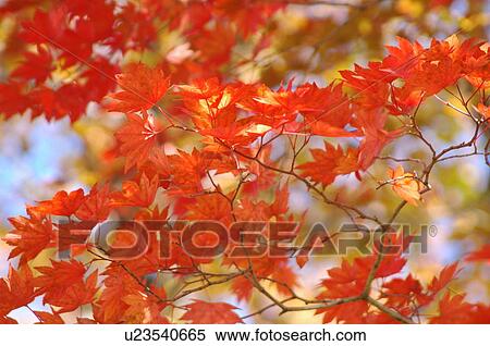 Stock Photography - Maple tree during autumn. Fotosearch
