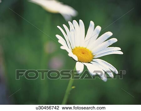 Stock Image - Marguerite. Fotosearch