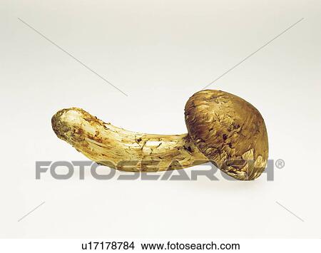 Picture - Matsutake mushroom. Fotosearch