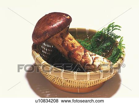 Matsutake mushroom View Large Photo Image Stock Photo - Matsutake mushroom. Fotosearch