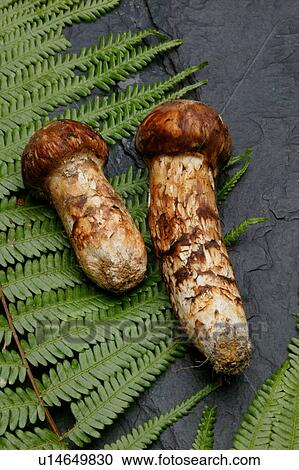 Matsutake mushrooms and a fern lying on a rock View Large Photo Image Stock Image - Matsutake mushrooms and a fern lying on a rock. Fotosearch
