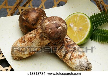 Picture - Matsutake mushrooms. Fotosearch