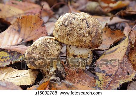 Stock Photo - Matsutake. Fotosearch