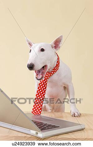 Miniature Bull Terrier looking at laptop, colored background View Large Photo Image Stock Photo - Miniature Bull Terrier looking at laptop, colored background. Fotosearch