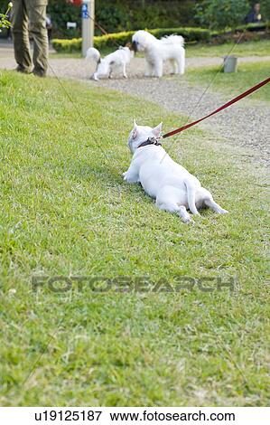 Stock Photo - Miniature Bull Terrier lying on lawn. Fotosearch