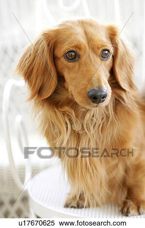 Stock Photography - Miniature Dachshund. Fotosearch