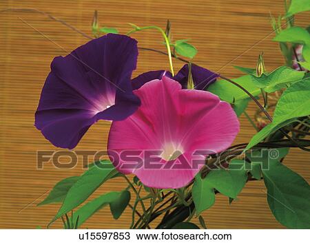 Stock Image - Morning glory. Yokohama, Kanagawa Prefecture, Japan. Fotosearch