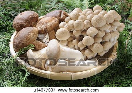 Stock Photo - Mushrooms. Fotosearch