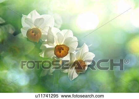 Narcissus flowers View Large Photo Image Stock Photography - Narcissus flowers. Fotosearch