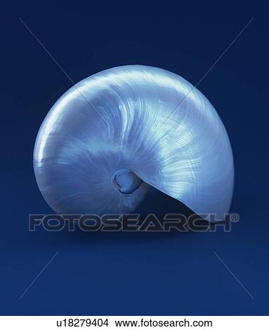 Picture - Nautilus Shell . Fotosearch