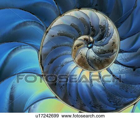 Stock Photo - Nautilus shell. Fotosearch