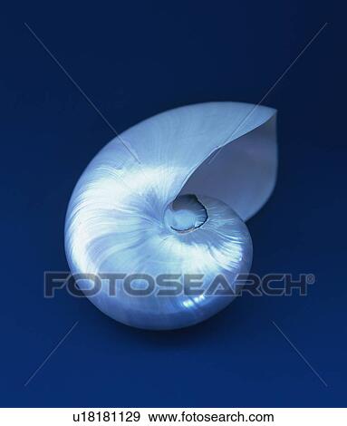 Stock Photo - Nautilus Shell . Fotosearch