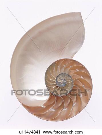 Nautilus View Large Photo Image Stock Image - Nautilus. Fotosearch
