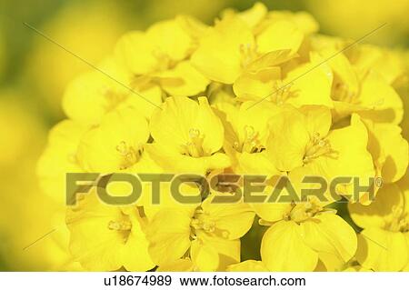 Oilseed rape blossoms View Large Photo Image Stock Photo - Oilseed rape blossoms. Fotosearch