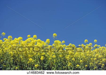 Oilseed rape crop View Large Photo Image Stock Image - Oilseed rape crop. Fotosearch