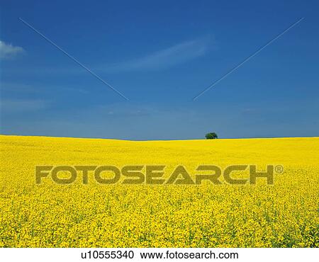 Oilseed rape field, Champagne, France View Large Photo Image Stock Image - Oilseed rape field, Champagne, France. Fotosearch