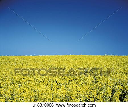 Oilseed rape field View Large Photo Image Stock Photograph - Oilseed rape field. Fotosearch