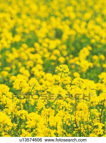 Oilseed rape flowers View Large Photo Image Stock Photograph - Oilseed rape flowers. Fotosearch