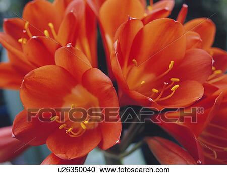 Orange clivia flowers View Large Photo Image Stock Image - Orange clivia flowers. Fotosearch