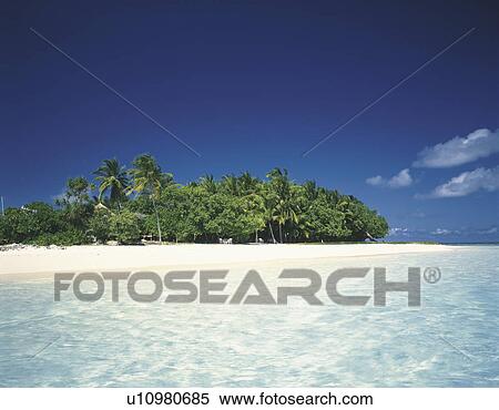 Palm trees and a beach, the Maldive Islands View Large Photo Image Stock Photography - Palm trees and a beach, the Maldive Islands. Fotosearch