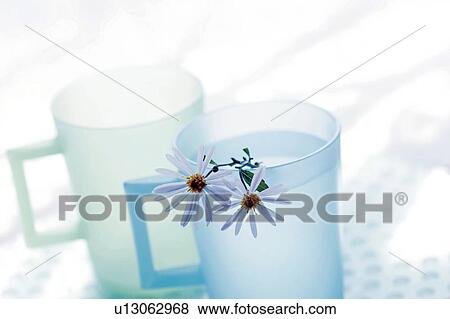 Perennial asters in a cup of water View Large Photo Image Stock Photo - Perennial asters in a cup of water. Fotosearch