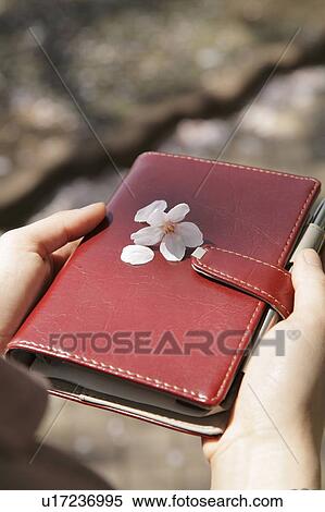 Petals of cherry flower on personal organizer View Large Photo Image Stock Photography - Petals of cherry flower on personal organizer. Fotosearch