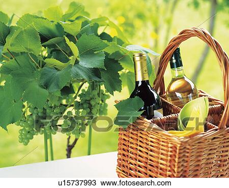 Picnic basket with wine bottles in vineyard View Large Photo Image Stock Image - Picnic basket with wine bottles in vineyard. Fotosearch