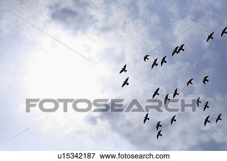 Stock Photo - Pigeons flying in sky, copy space. Fotosearch
