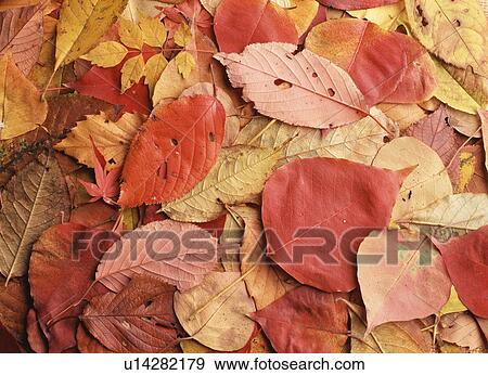 Stock Photo - Pile of autumn leaves. Fotosearch