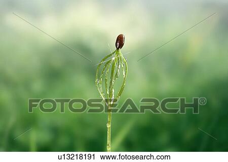 Stock Image - Pine seedling, close up, lens flare. Fotosearch