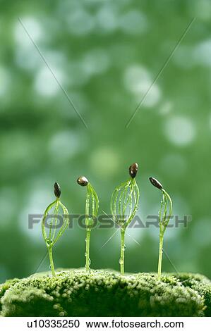 Pine seedlings, close up, lens flare View Large Photo Image Stock Image - Pine seedlings, close up, lens flare. Fotosearch