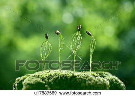 Pine seedlings, close up, lens flare View Large Photo Image Stock Photo - Pine seedlings, close up, lens flare. Fotosearch