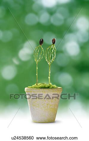 Pine seedlings, close up View Large Photo Image Stock Image - Pine seedlings, close up. Fotosearch
