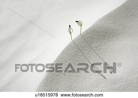 Stock Photo - Pine seedlings on sand, close up, copy space. Fotosearch