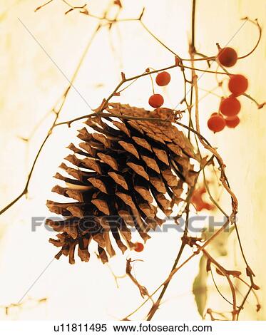 Stock Photography - Pinecone and berries. Fotosearch
