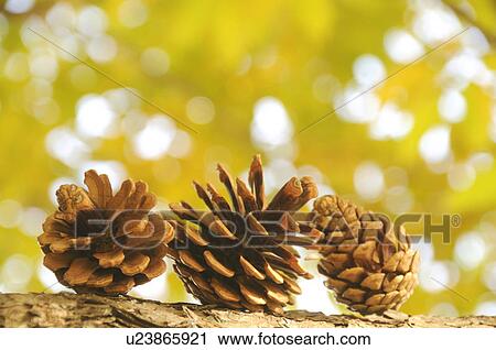 Stock Image - Pinecones. Fotosearch