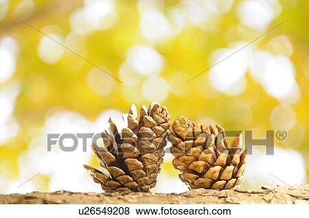 Pinecones View Large Photo Image Stock Photo - Pinecones. Fotosearch