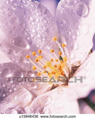 Pink cherry tree blossom covered in dew View Large Photo Image Stock Photograph - Pink cherry tree blossom covered in dew. Fotosearch