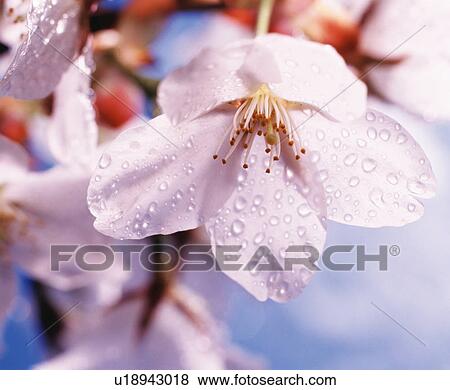 Stock Photo - Pink cherry tree blossoms covered in dew. Fotosearch