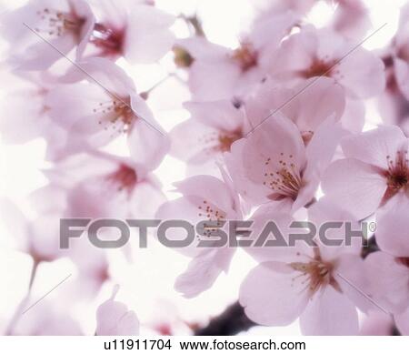 Pink cherry tree blossoms View Large Photo Image Picture - Pink cherry tree blossoms. Fotosearch