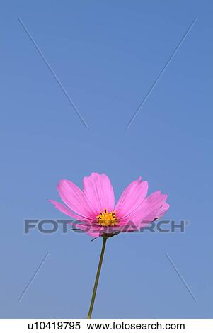 Stock Photography - Pink cosmos flower. Fotosearch