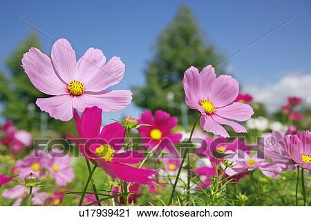 Stock Image - Pink cosmos flowers in garden. Fotosearch