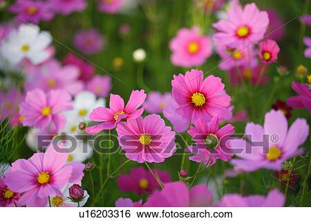 Stock Photograph - Pink cosmos flowers. Fotosearch