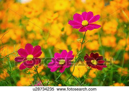 Stock Photography - Pink cosmos flowers, Tachikawa-shi, Tokyo Prefecture, Japan. Fotosearch