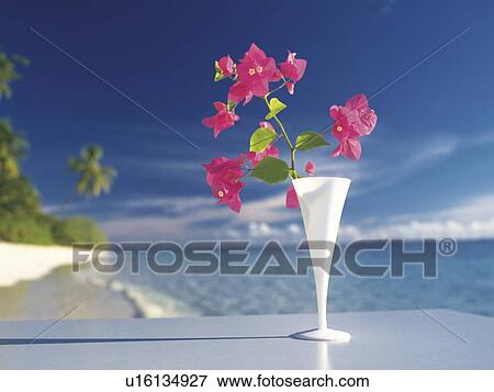 Stock Photo - Pink flowers in vase next to sea. Fotosearch
