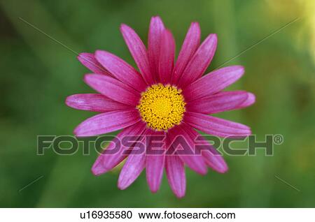 Pink marguerite daisy View Large Photo Image Stock Image - Pink marguerite daisy. Fotosearch